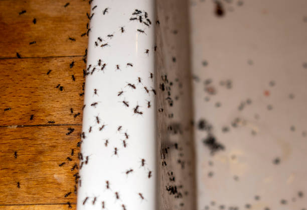 Best Flea Control Services  in Lyman, WY
